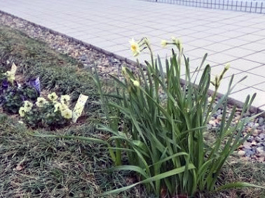 ポートアイランドキャンパスの花の様子