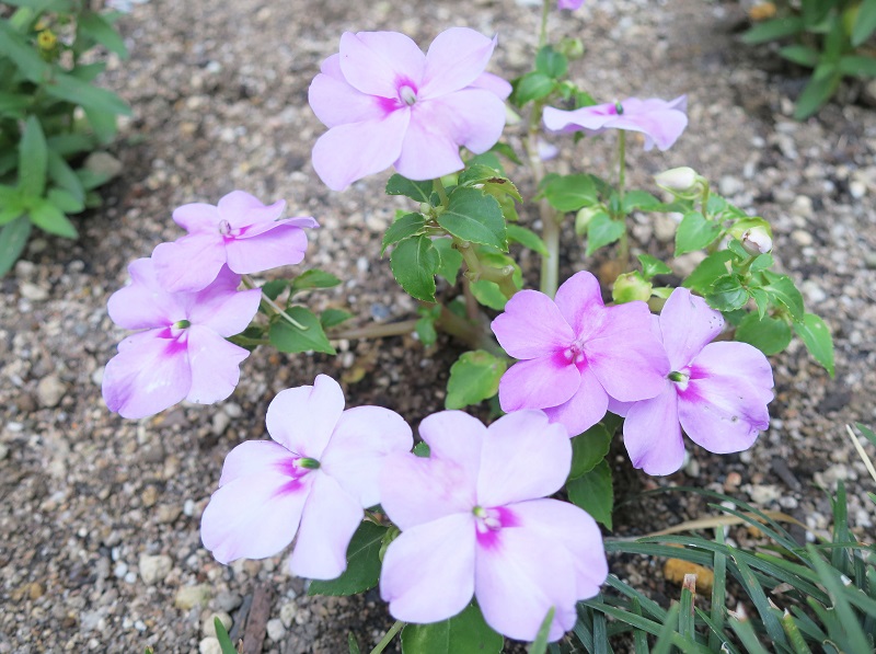 ポートアイランドキャンパスの花3